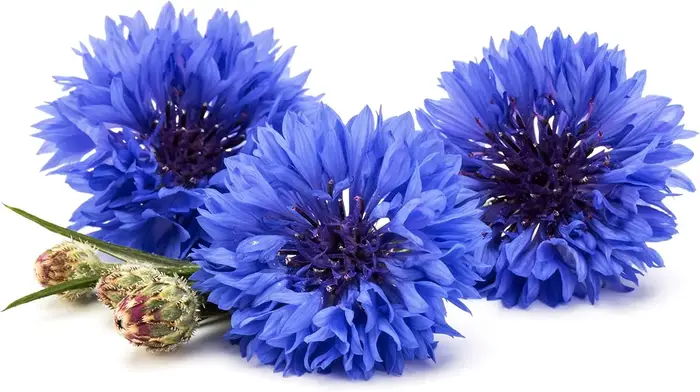 Pétales de bleuet naturel de qualité supérieure – Polyvalents pour les mariages
