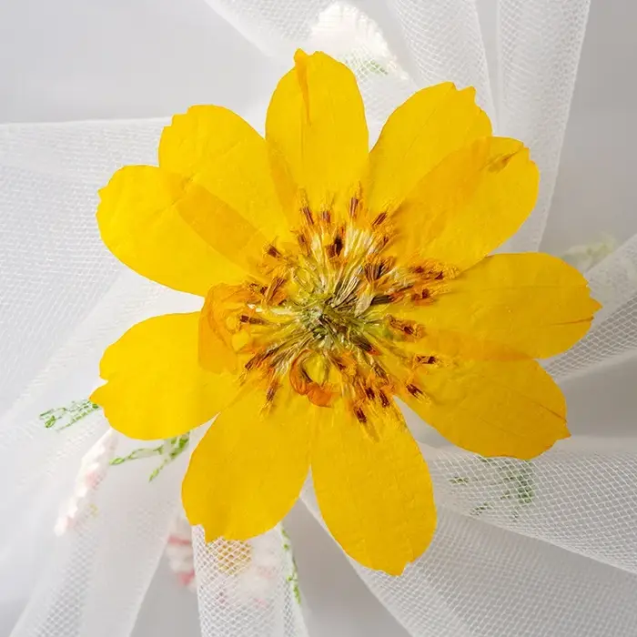 Têtes de fleurs de Cosmos Sulphureus séchées et pressées