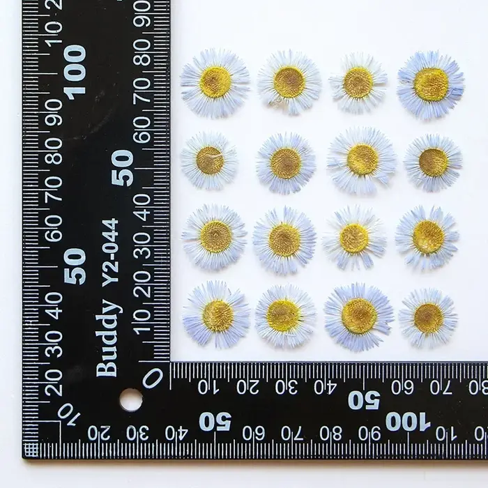 1,5-2,5 CM/12 PIÈCES, Pétales de fleurs séchées d'Erigeron annuel pressées, pour marque-pages peints