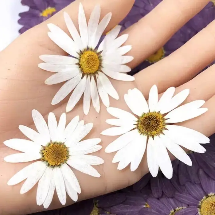 100 pièces de fleurs séchées pressées de Péricallis Hybrida blanches, pour herbarium, fabrication de