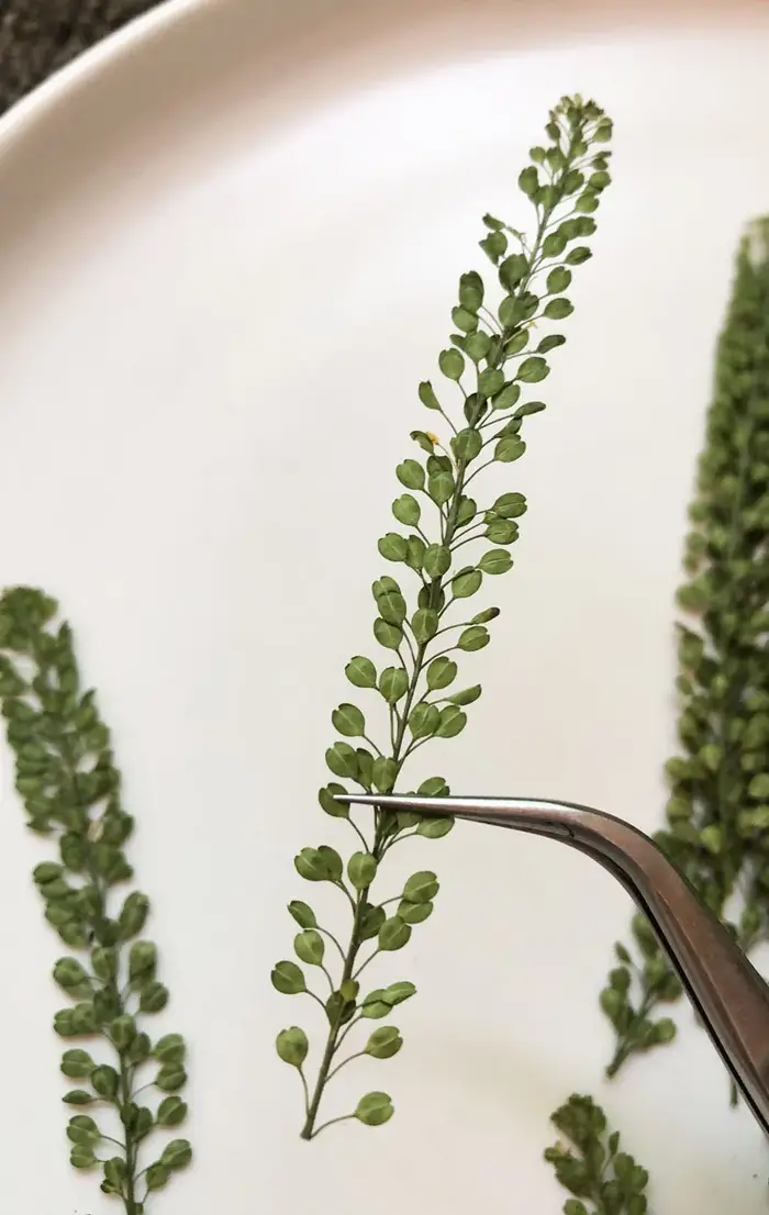 6-8cm/24pcs, Véritables feuilles de plantes naturelles pressées, fleurs séchées pour décoration de mariage et de Noël, marque-pages, lampes de table en relief