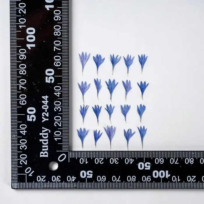 Fleur de centagaine séchée pressée, 120 pièces, pour Nail Art, maquillage, bijoux, signet, coque de