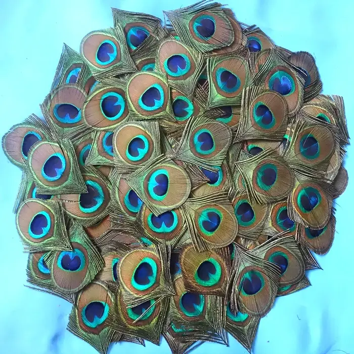 Grand Oeil de Plume de paon naturel bleu
