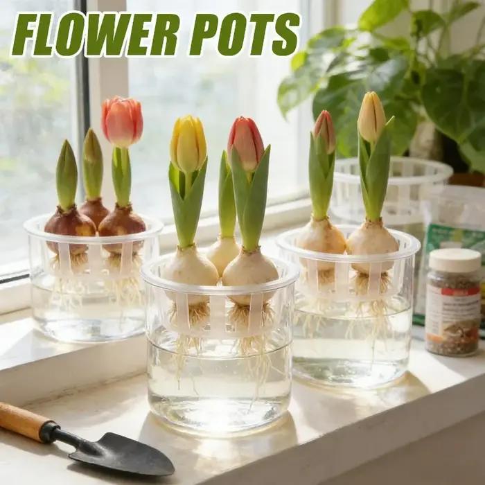 1/3 pots hydroponiques pour bulbes de tulipes