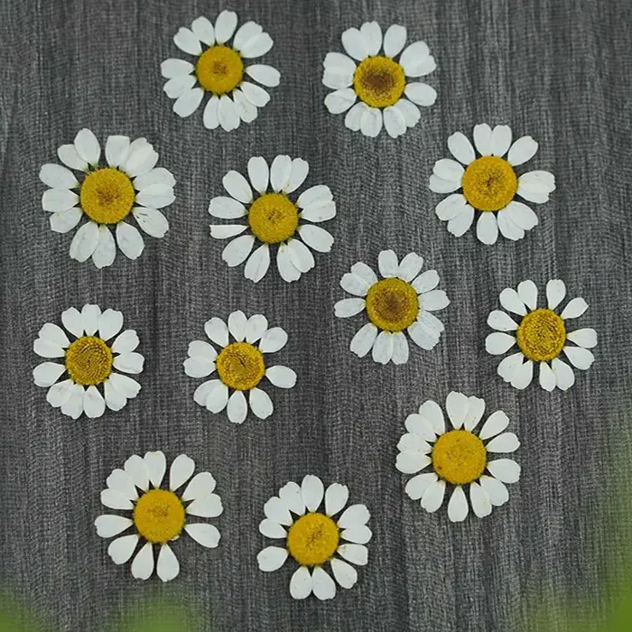 60 pièces séchées pressées Matricaria Recutita fleur plante herbier pour bijoux signet coque de téléphone Scrapbook carte postale bricolage