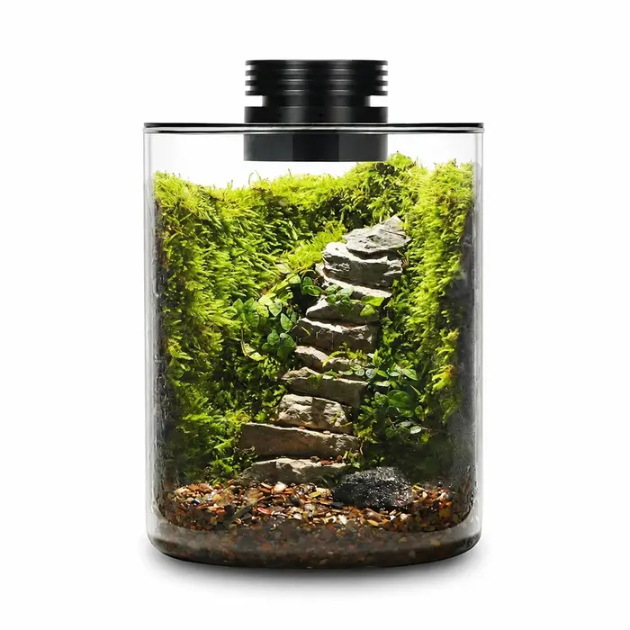 Terrarium en verre de bureau avec lumière de croissance pour plantes succulentes, mousse, paysage mi