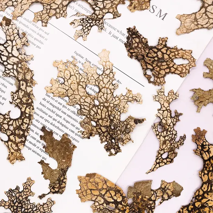 4 pièces, fleur pressée naturelle d'écorce rare-Vintage bricolage