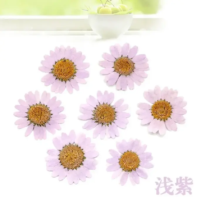 120 pièces de fleurs de marguerite séchées pressées pour la fabrication de pendentifs en résine épox