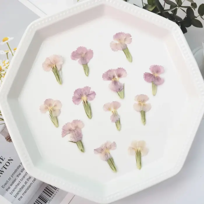 24 pièces/2-3CM, œillet naturel fleur séchée en relief acacia prune vraie