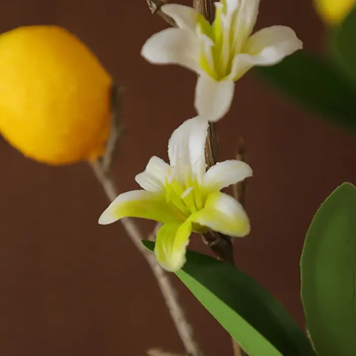 Citron jaune avec des fleurs blanches