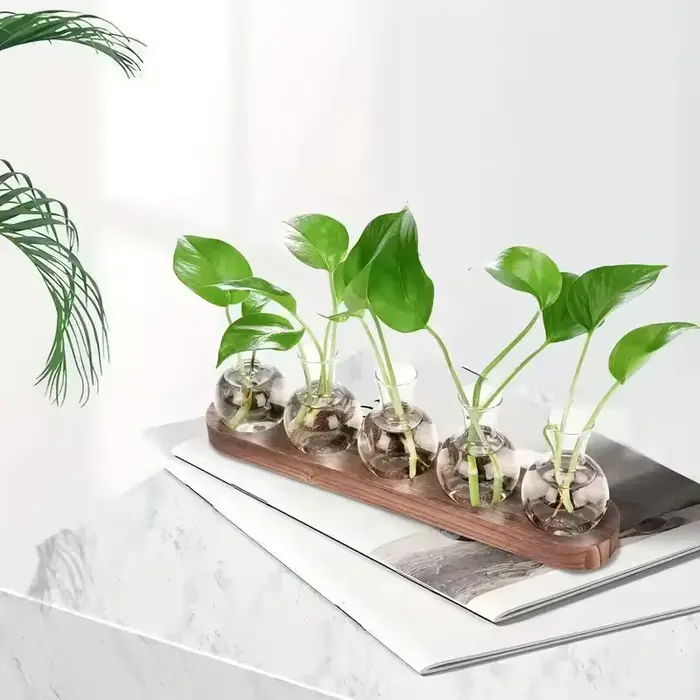 Terrarium en verre pour plantes avec plateau en bois – Pour la propagation hydroponique en intérieur