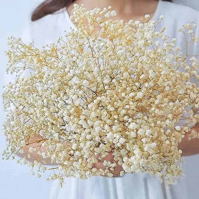 Fleurs séchées naturelles et préservées