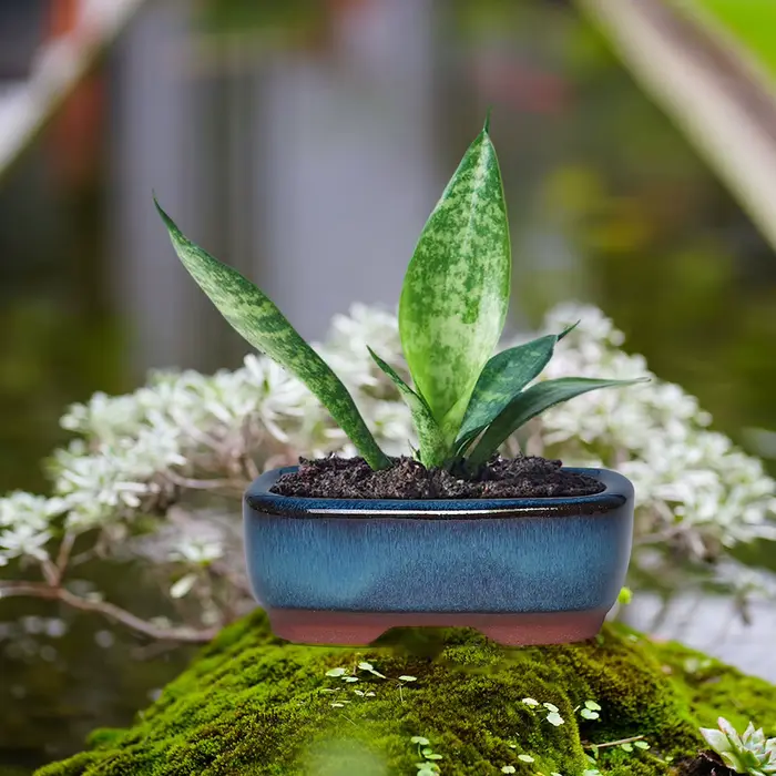 Pots de fleurs en céramique avec trou de vidange avec évent