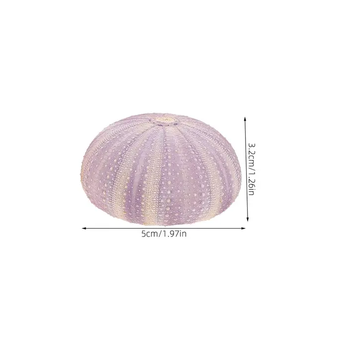 Coquille d'orchin séchée naturelle
