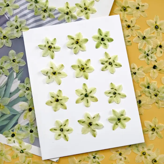 8 pièces, sans décoloration velours pressé vraies fleurs conservées étoile Bethlehem pour résine bijoux visage maquillage noël Scrapbooking Kit de bricolage