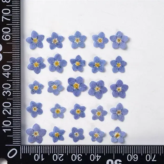 120 pièces pressées oublier-moi pas fleur séchée Mini bleu Myosotis Sylvatica plante herbier pour bijoux coque de téléphone Nailart