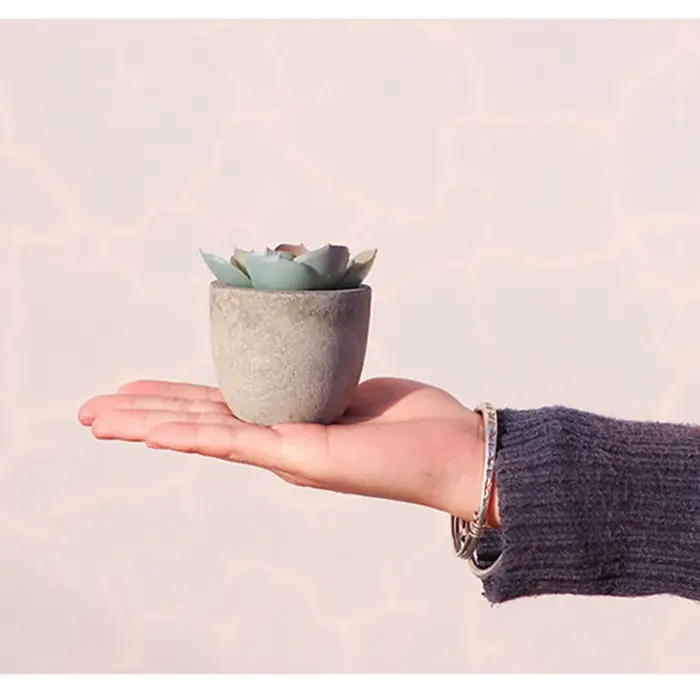 Mini plantes artificielles à l'aloe vera