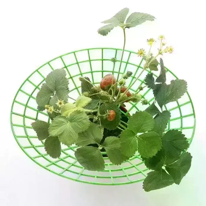 Support pour plantes de fraises avec pieds, support de culture rond en plastique pour garder les baies propres et empêcher la pourriture