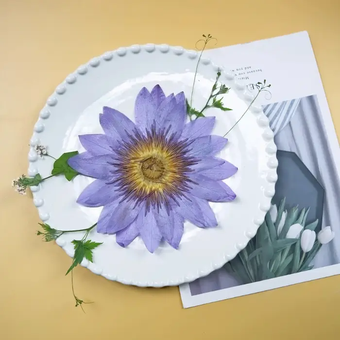 Pétales de Nénuphar Bleus Naturels Pressés et Séchés pour la Résine Époxy, Marque-pages, Cadres Photo, Fournitures Artisanales DIY Flora