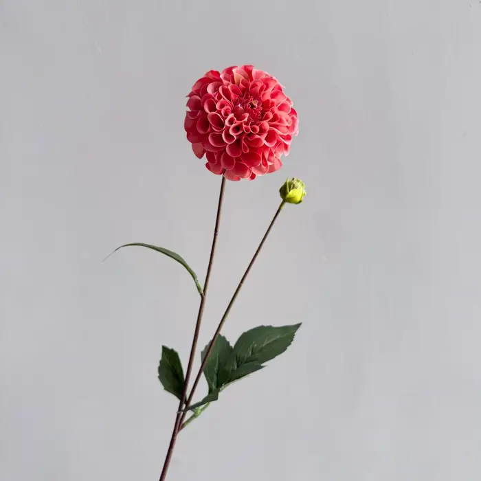 Lot de 5 fleurs artificielles hydratantes Dahlia à 2 têtes