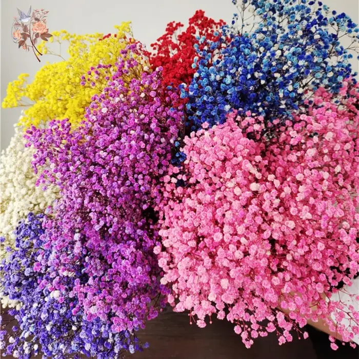 Fleurs séchées naturelles Gypsophila