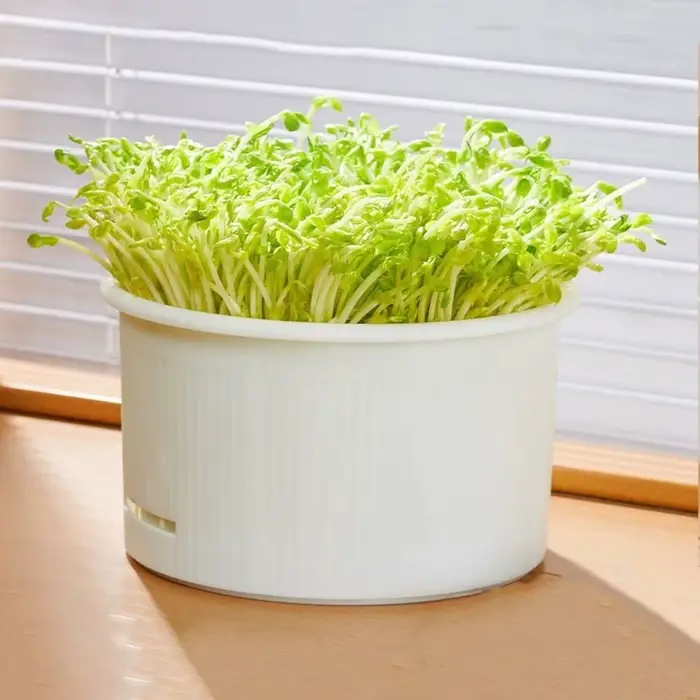 Pots de pépinière en plastique pour germes de haricots