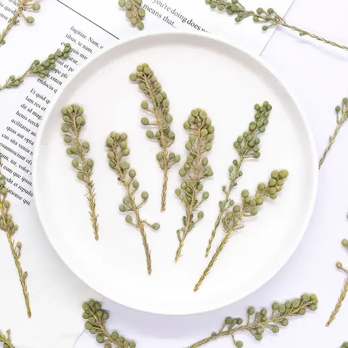 12 pièces, fleurs de corail vert naturel séchées et pressées