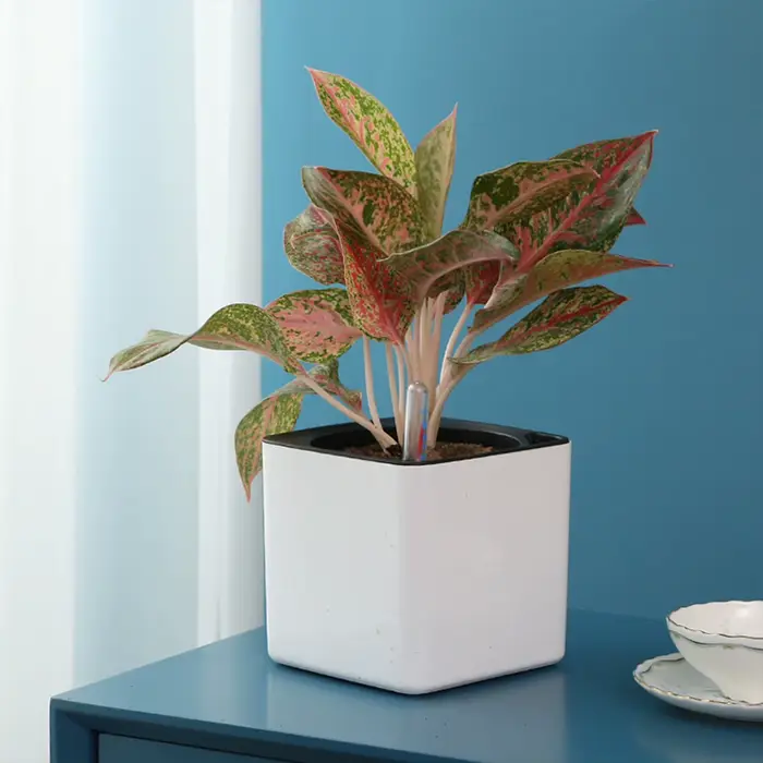 Pot de fleurs paresseux de 3 tailles