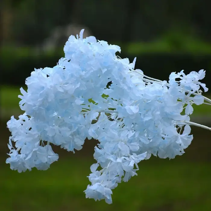 Étoile de ciel couverte de neige sans fleur