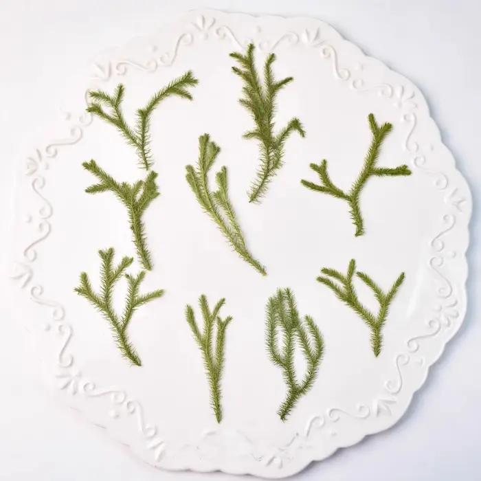 Agaricus véritable feuille fleur sèche plante faite à la main autocollants décoration imitation