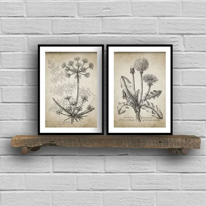 Affiches et imprimés botaniques antiques