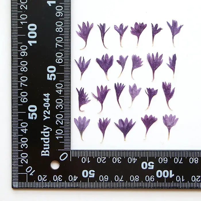 Fleur de centagaine séchée pressée