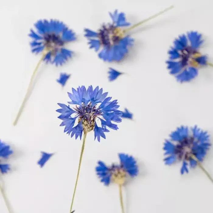 12 pièces, branches de bleuet séchées