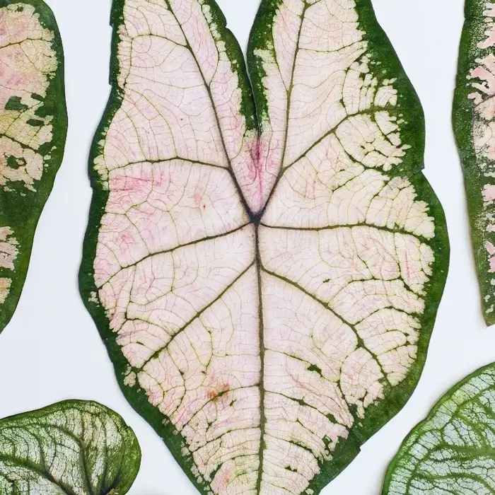1 pièce, Feuillage de Caladium pressé véritable