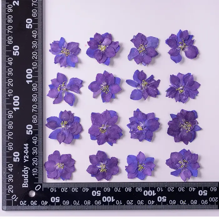 Fleurs de Gaura Lindheimeri pressées et séchées, 120 pièces, plantes sèches pour pendentif en résine