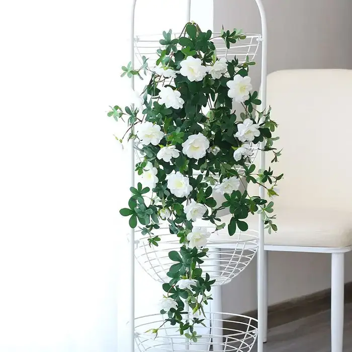 Plantes feuilles de Lierre vertes