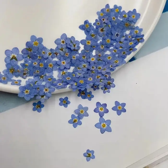100 pièces pressé séché Mini naturel bleu Forgetmenot Myosotis Sylvatica fleur plante herbier pour bijoux signet Nailart artisanat