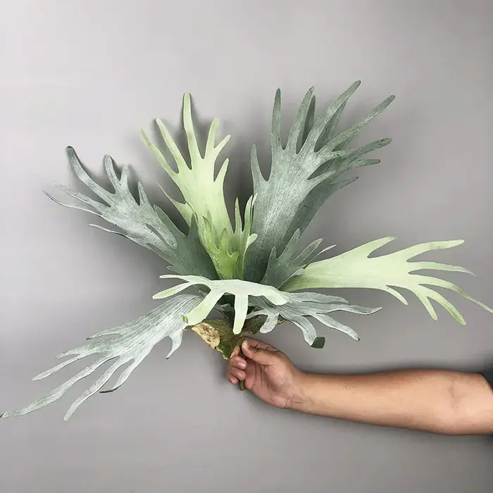 Nouvelles feuilles de bois de cerf artificielles Pteridophyte