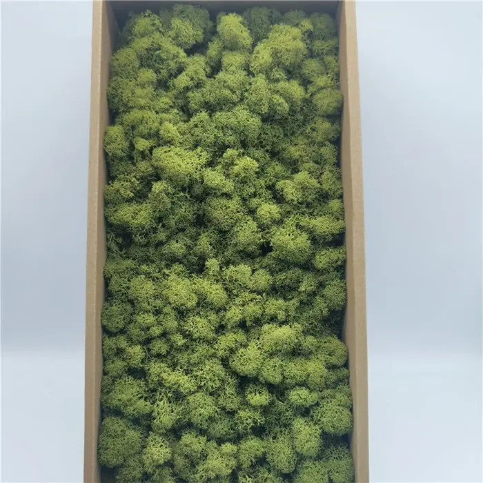 Plantes Artificielles de Simulation Naturelle Éternelle