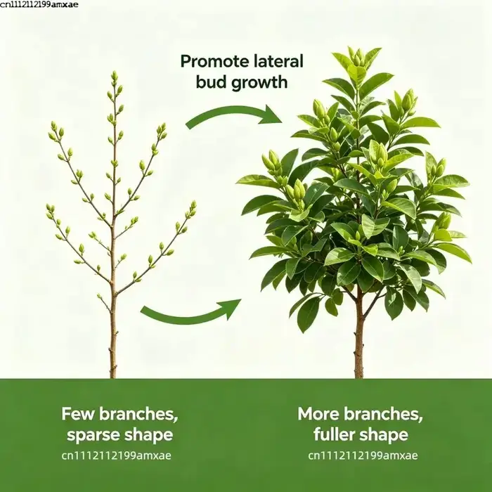Poudre d'engrais 6-benzylaminopurine : Complément pour plantes, favorise la germination, améliore l'activité des plantes pour le jardin domestique et l'agriculture