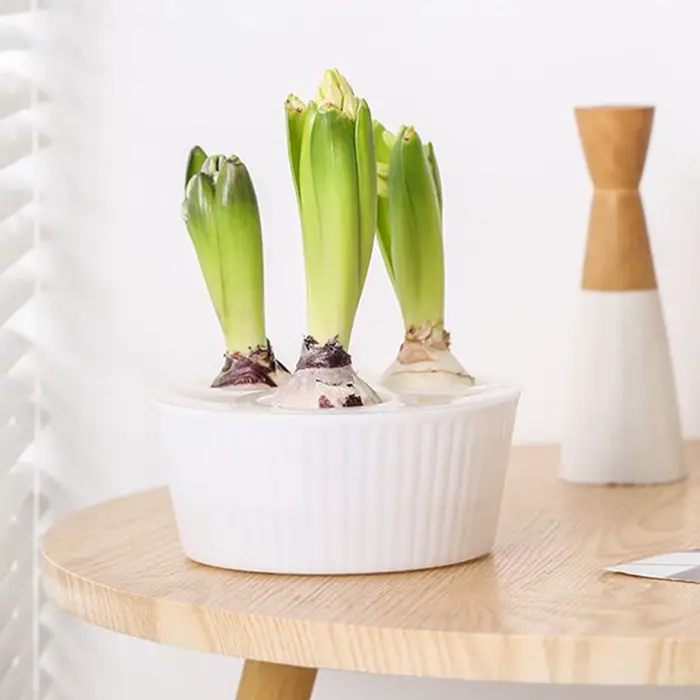 Jardinière hydroponique à 3 trous pour ampoules de fleurs