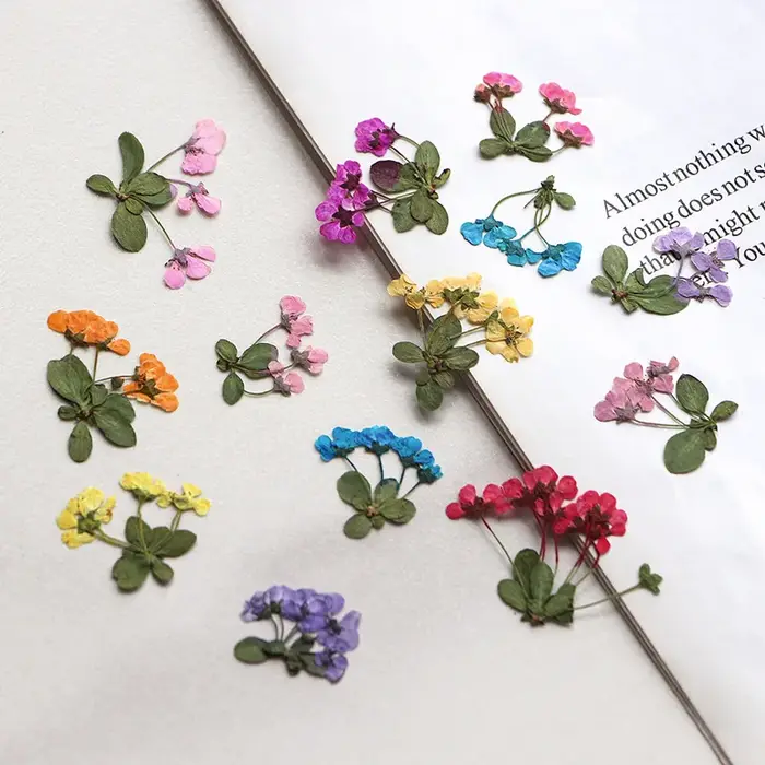 2-3cm/12pcs, Petites fleurs pressées