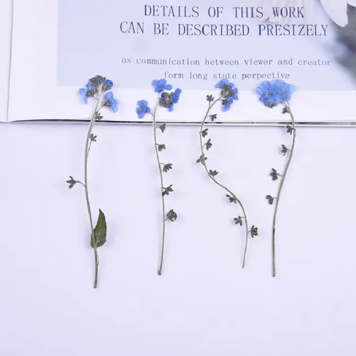1 ensemble de fleurs de myosotis pressées