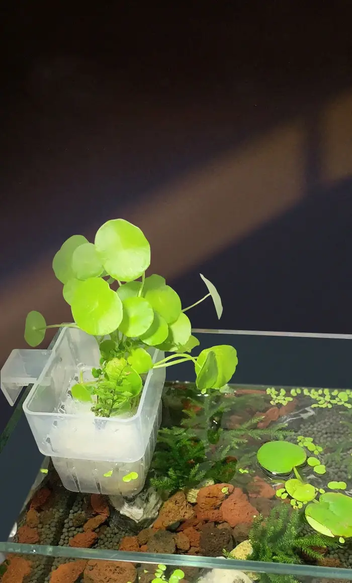 Panier hydroponique Transparent pour Aquarium