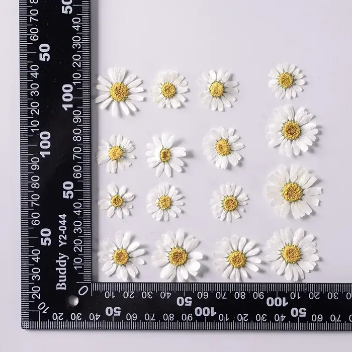 Fleurs séchées pressées pour résine, 12 pièces/paquet, vraies fleurs séchées naturelles pour Scrapbo