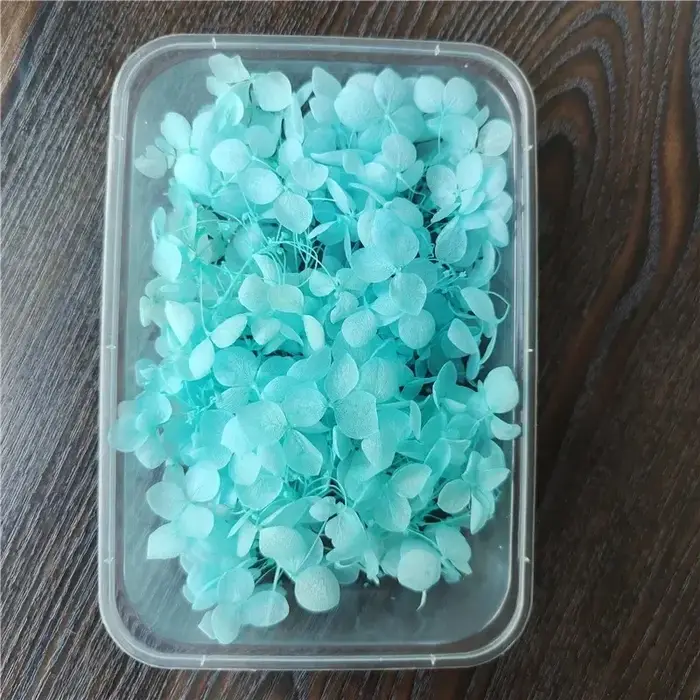 Fleur éternelle d'hortensia Anna préservée sous cloche en verre