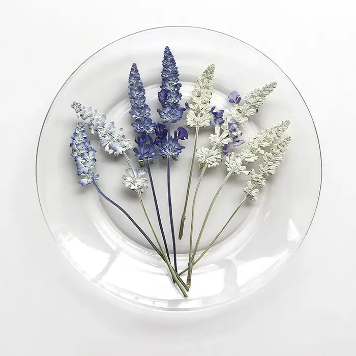 12 pièces/6-10 cm, en gros, spécimens de salvia naturelle, fleurs pressées pour marque-pages DIY, colle goutte à goutte, cadres photo décoratifs, matériaux végétaux