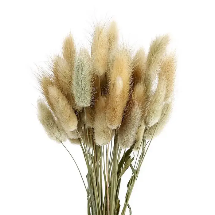 50 pièces de queues de lapin séchées, herbe naturelle, plantes décoratives, fleurs pour mariage, décoration de table, herbe séchée Pennisetum