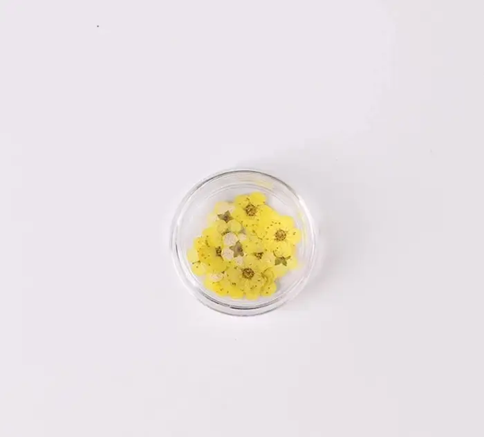 Fleur de prunier de narcisse séchée pressée