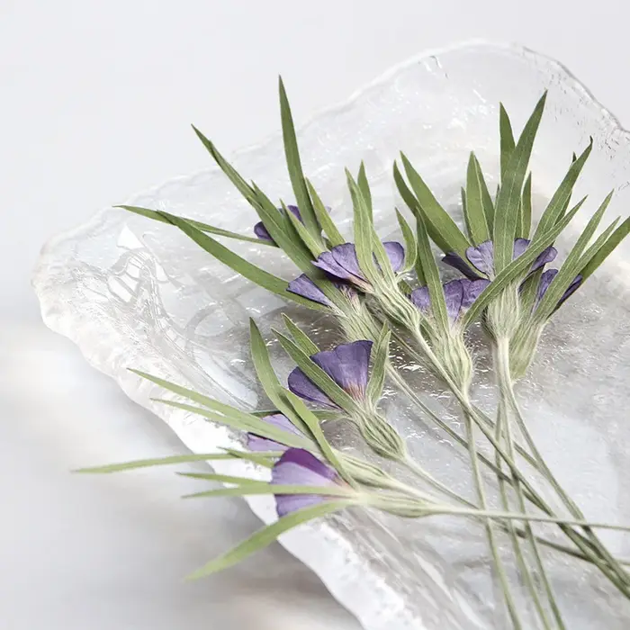 12 pièces, fleurs séchées naturelles d'Agrostemma Githigo pressées
